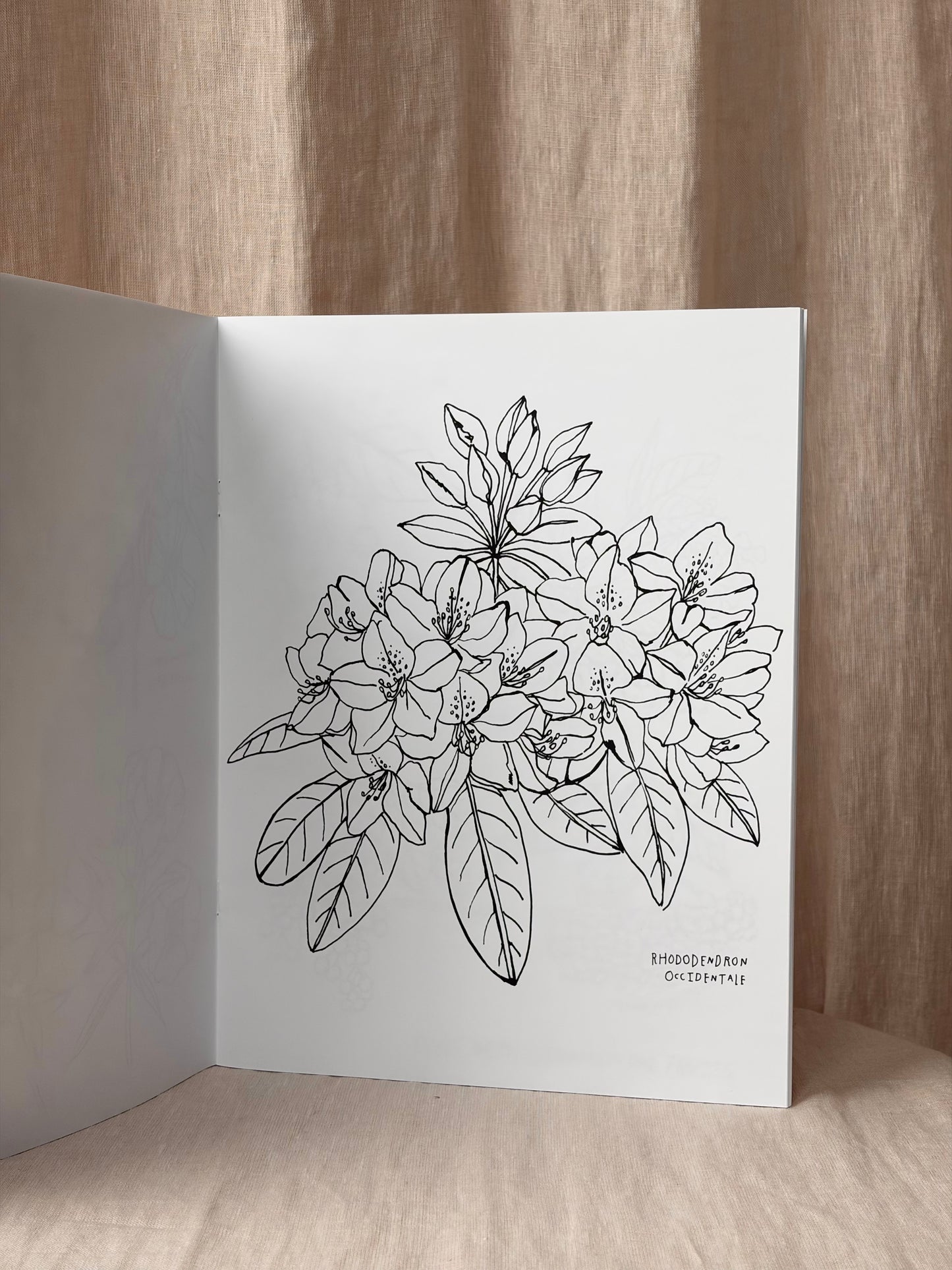 Buds Along the Path Coloring Book